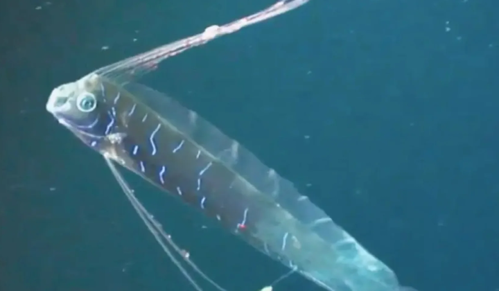 Robot in the shape of a king mackerel for monitoring the sea depths
