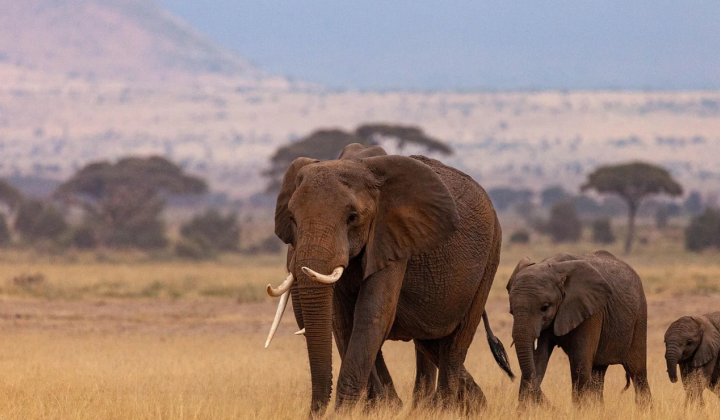 Conflict between humans and elephants