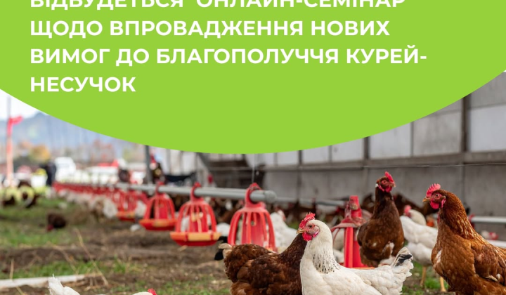 Фермерские куры на ферме