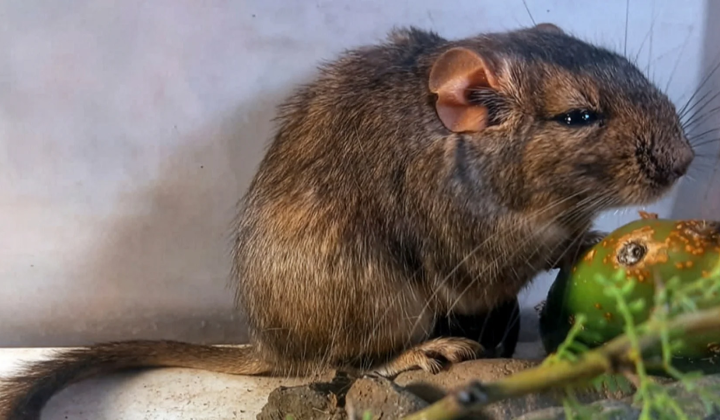New mammal species discovered in Argentina