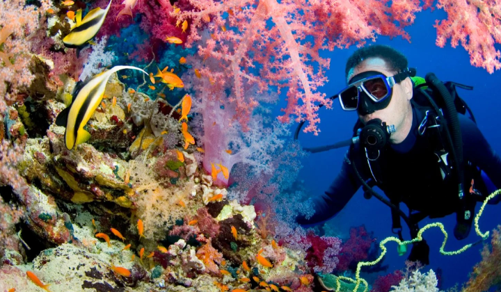 Freediving changes brain connections
