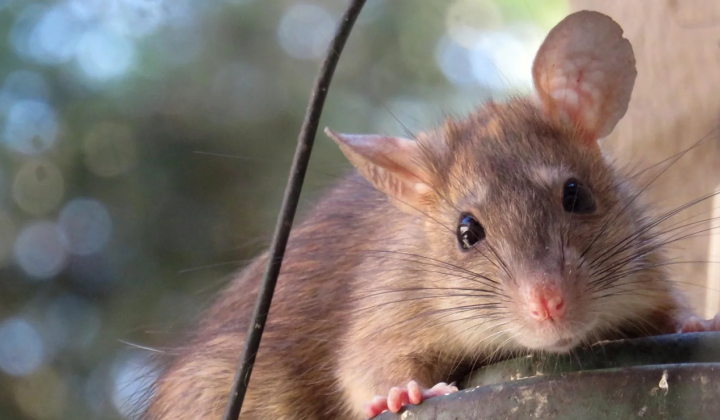 Mice show empathy towards familiar relatives