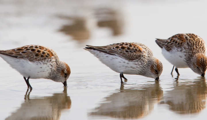 Flooded wetlands and migratory birds at risk