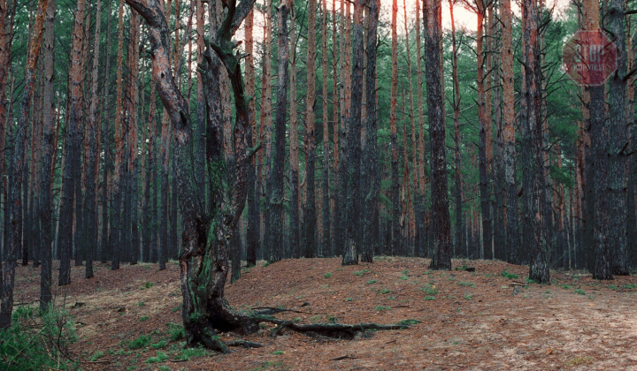 поліцейський повішений в херсонських лісах