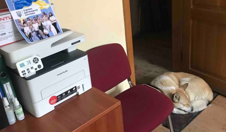 Бездомний пес перед міграційною службою