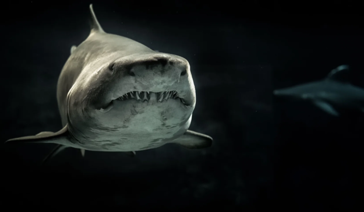 Megalodon - the largest fish in history
