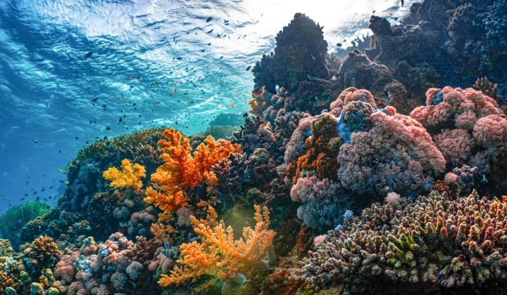 Restored corals after seven weeks