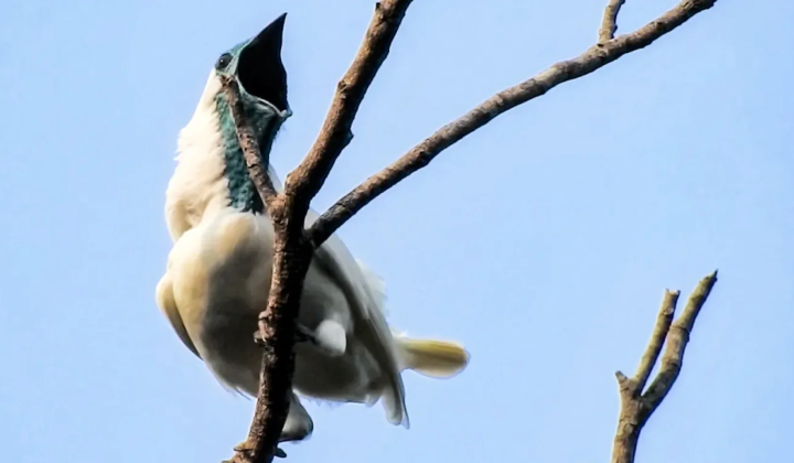 Araponga bird cries out over 120 decibels