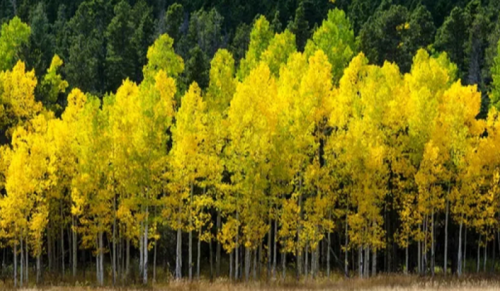 Trembling aspen in drought