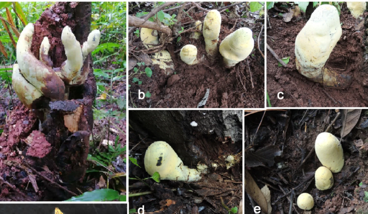 Dianjunus rex mushroom in China
