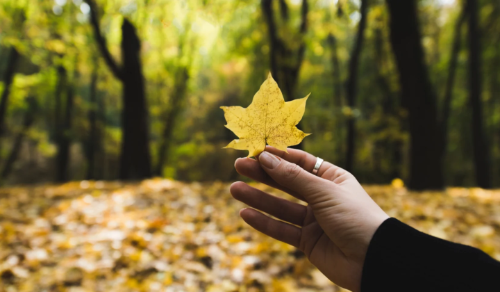 Autumn changes in the body and mood