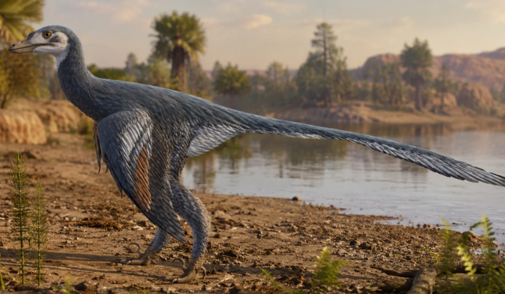 Feathered dinosaur the size of a sparrow