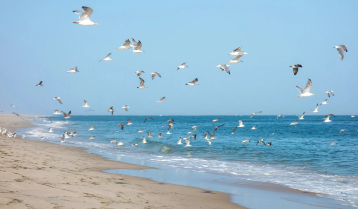 H5N1 bird flu strain mutated and dangerous