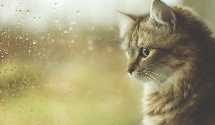 Погода готовит сюрприз в виде ливней и гроз