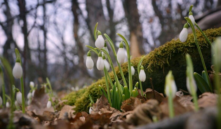 Киевская область засыпает снегом и льдом