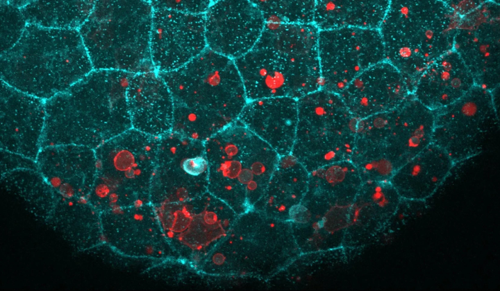 E-cadherin protein molecule in cell