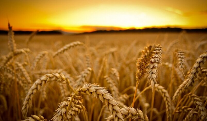 Поле з пшеницею на українському полі