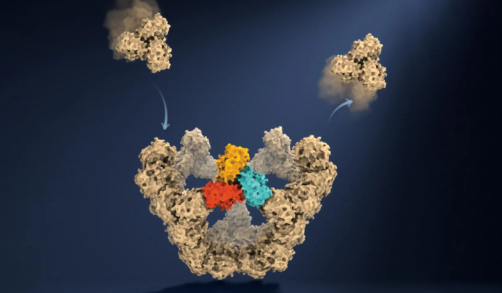 Oxford scientists uncover physical laws of virus protein self-organization