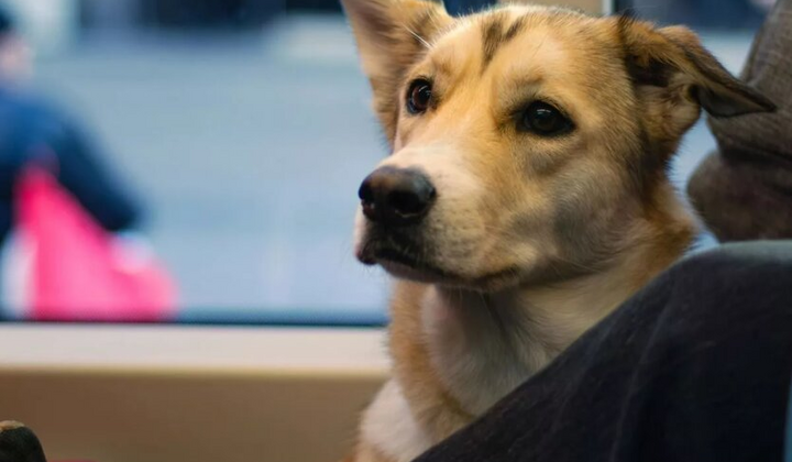 Пес в метро: новые требования перевозки