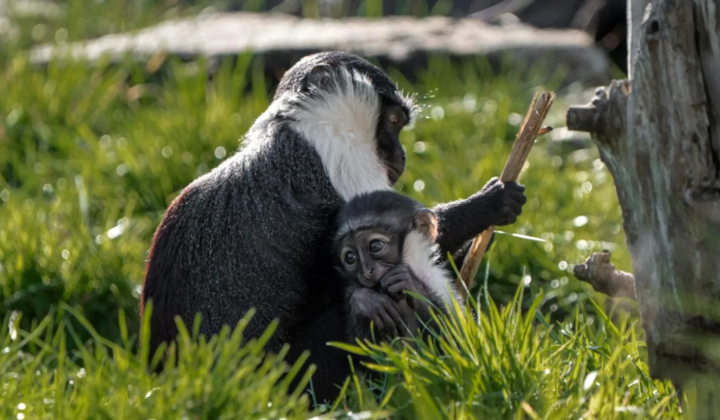Rare roloway monkey with baby in British zoo