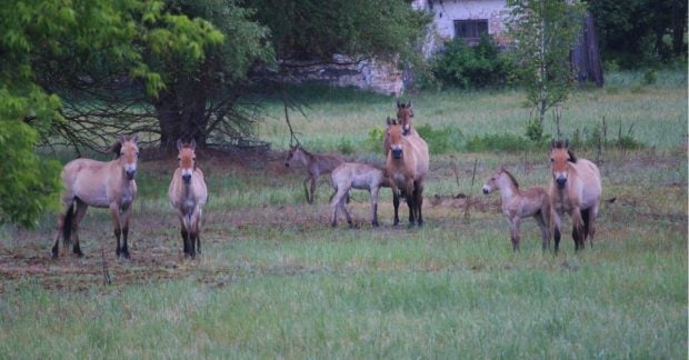 Rare Przewalski's horse family in Chernobyl