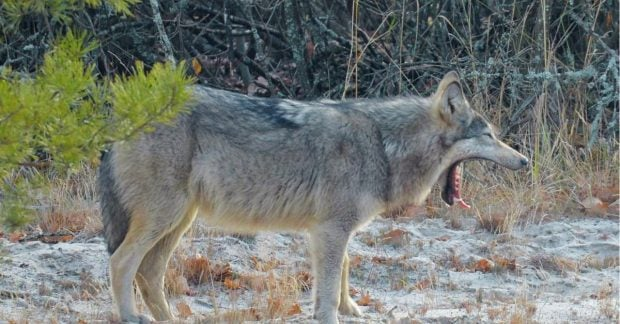 Caught Yawning: Wolf Spotted at Chornobyl Reserve