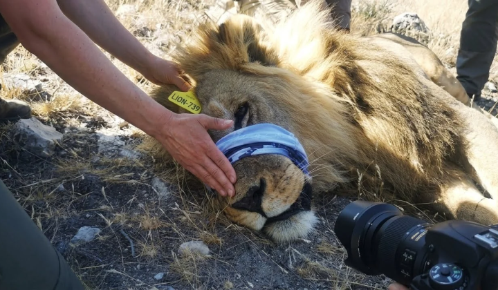 Microbiome of wild African lions: new genomes