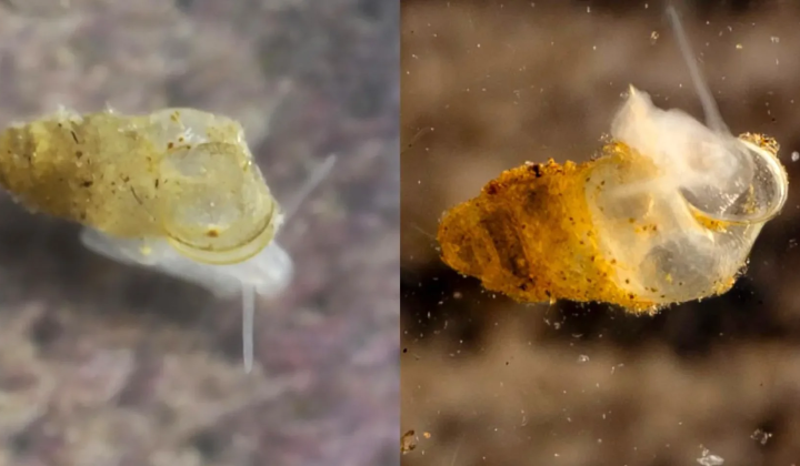 New species of eyeless freshwater crayfish
