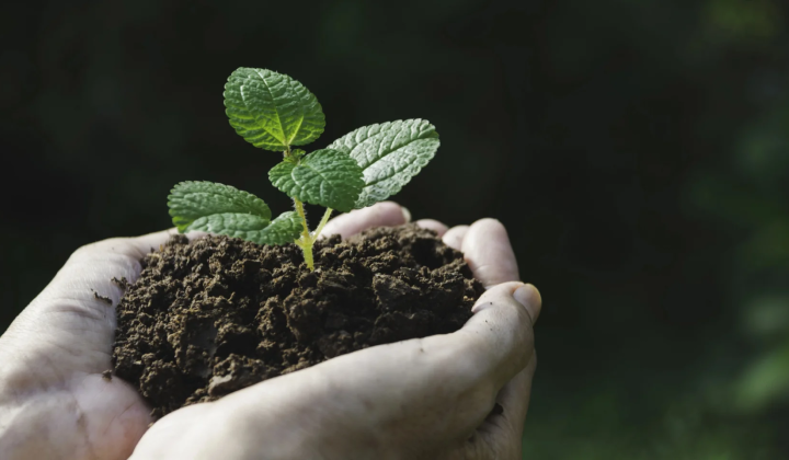 Low-cost method for measuring bioavailable phosphorus