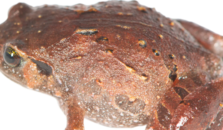 Seven new species of diamond frogs in Madagascar