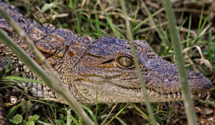 Ancestors of crocodiles were warm-blooded