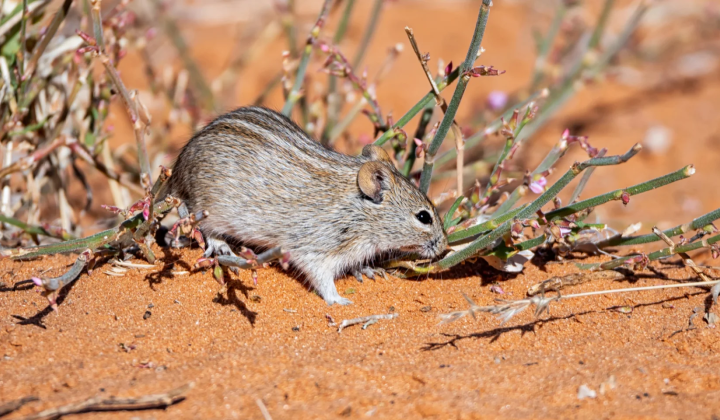 Protein that extends the life of mice