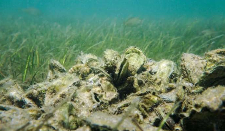 Оновлення морських рифів у 10 країнах