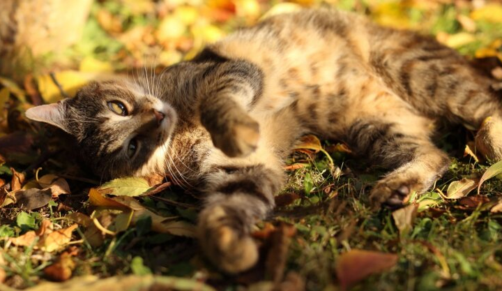 Погода в Україні зіпсується: синоптики прогнозують дощі та похолодання