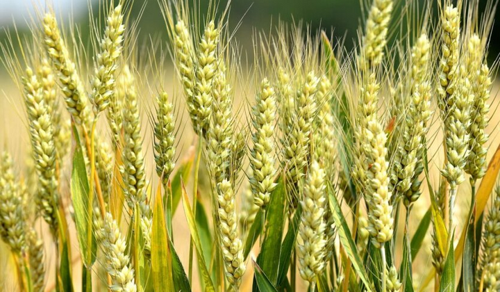 Посуха руйнує врожай пшениці в Китаї