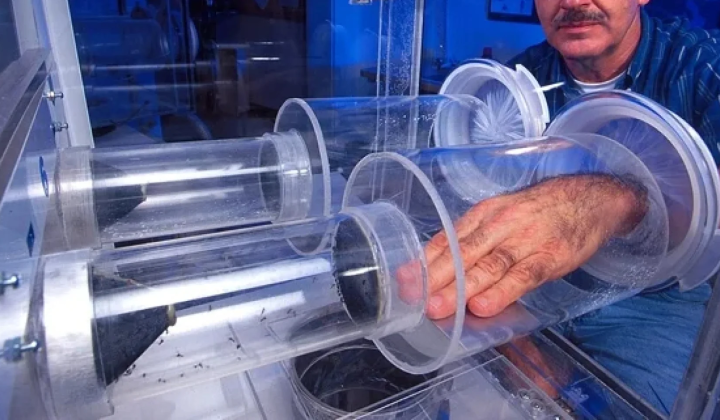 mosquitoes choose light for attacks