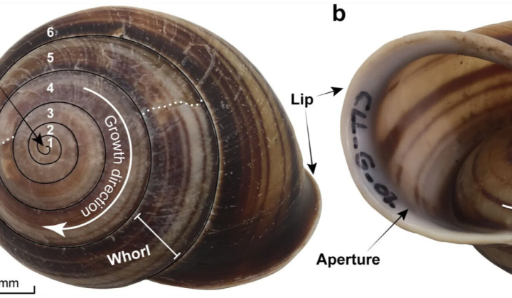 Snail shells in tropical cyclones