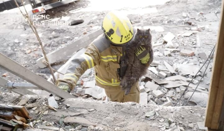 Rescuers help animals