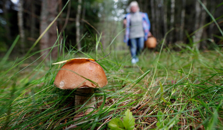 Людина збирає гриби в лісі