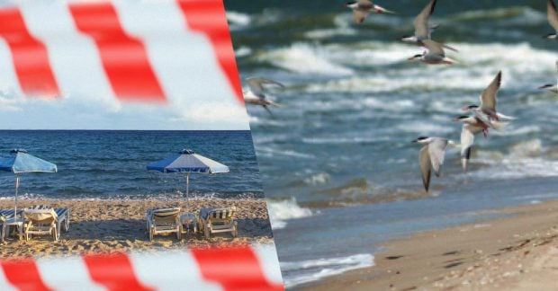 Three years of occupation: Azov Sea resorts turned into dumps