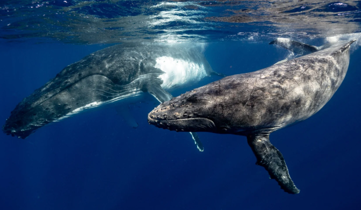 Images of humpback whales on social media