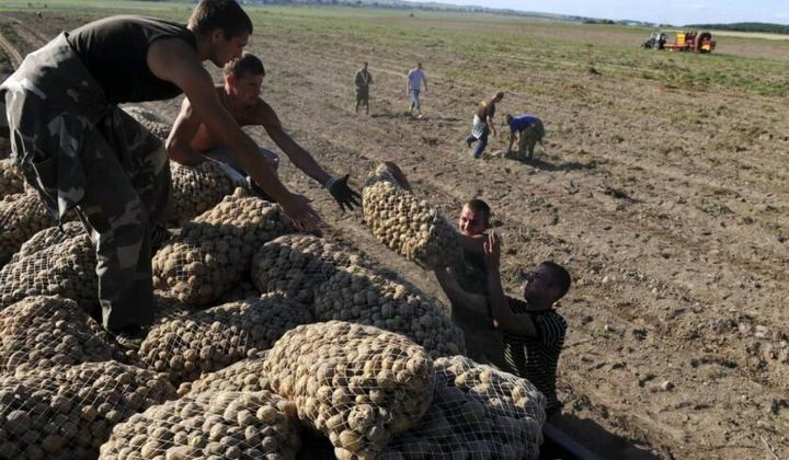 Беларусь - дефицит картофеля из-за Лукашенко