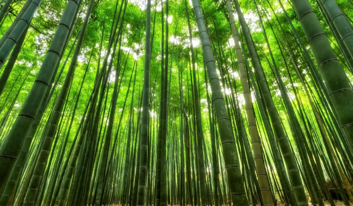 Trees do not retain carbon in the atmosphere