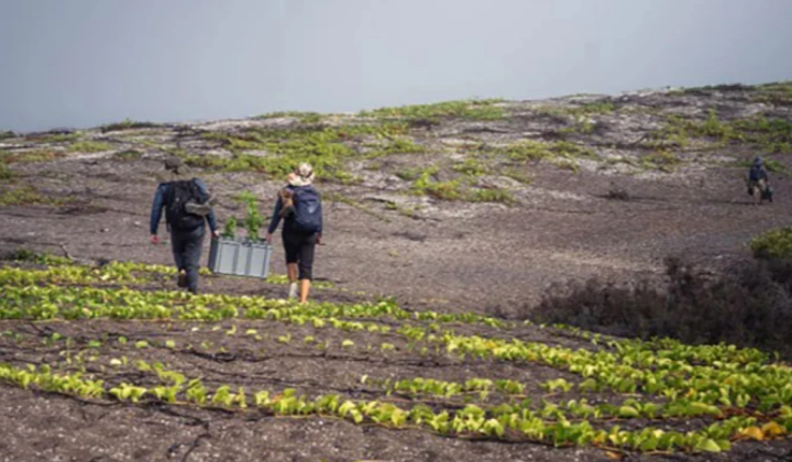 The rarest flower of Galapagos - Galvezia leucantha