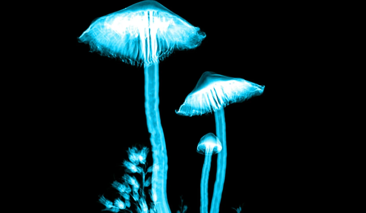 Psilocybin protects cancer patients