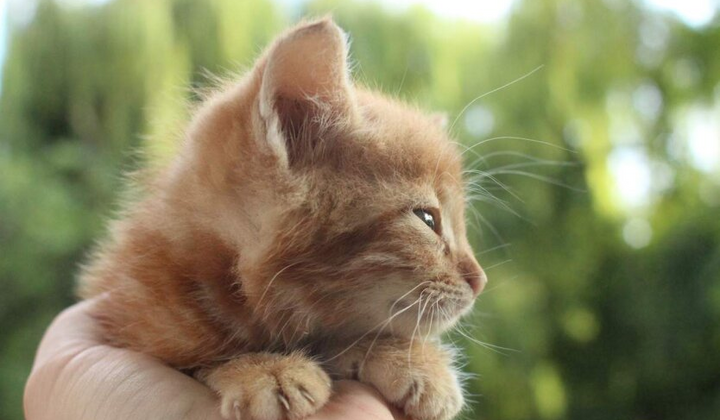 Прогноз погоди на Київщині без дощів