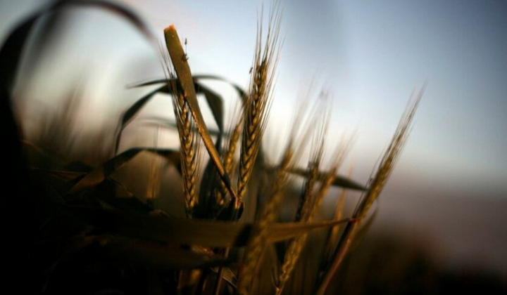 Украденная пшеница: РФ интегрирует украинские территории