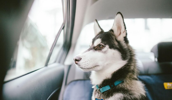 Правила реєстрації тварин у ЦНАПі