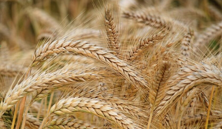 Експортне зерно і рослинна продукція