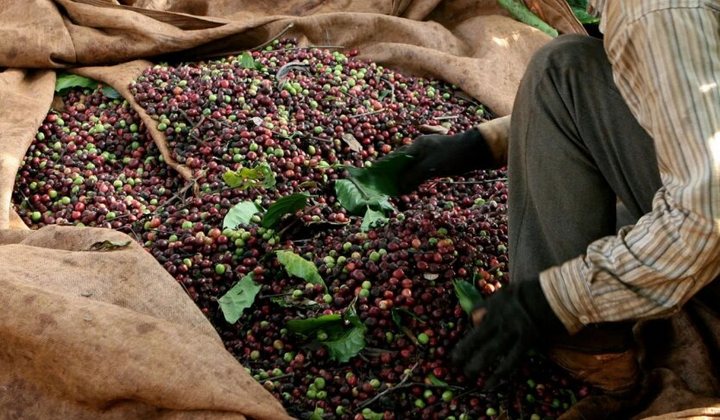 Урожай кофе вьетнамского происхождения